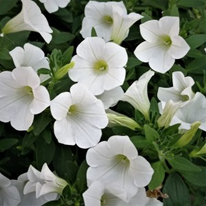 Surfinia Table White — копия — копия (2)